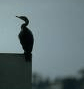 profil boursier de Cormorant