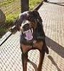 profil boursier de doberman33