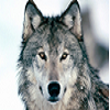profil boursier de Leloupdelux
