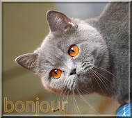 profil boursier de Rirififi